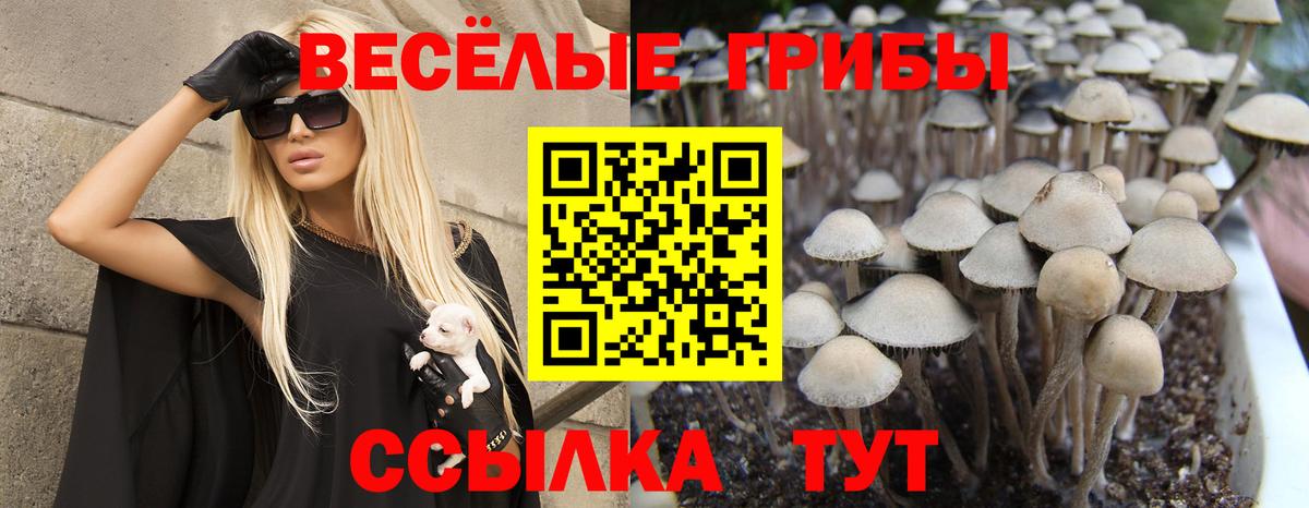 Заводоуковск  наркошоп  Вход с VPN  Псилоцибиновые грибы мухоморы 